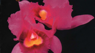 OPETH • "Orchid" (1995 - Retro-Chronique)