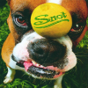 Discographie : Snot