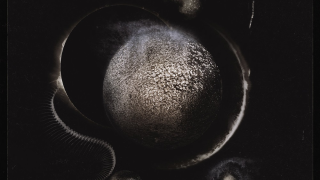 ENTHRONED • "Cold Black Suns"