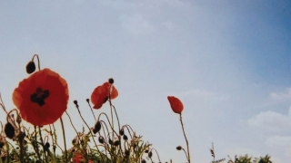 FLUISTERAARS • "Bloem"