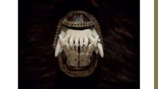 AMENRA "De Toorn" & "With Fang And Claw"