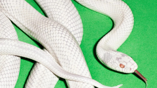 DEFTONES "Private Music"