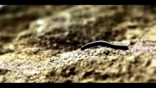 SHORES OF NULL : "Ruins Alive" 