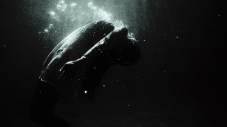 THE CHANT • "Peace Underwater" (Lyric Video)